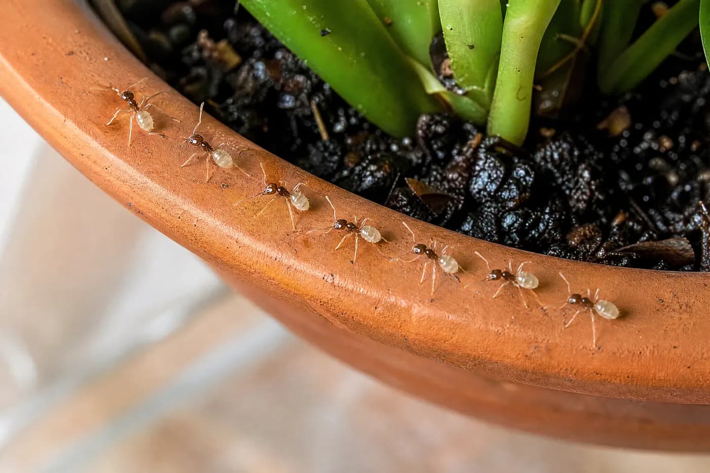 Ghost ants trailing along the rim of an indoor potted plant and down onto a tiled floor