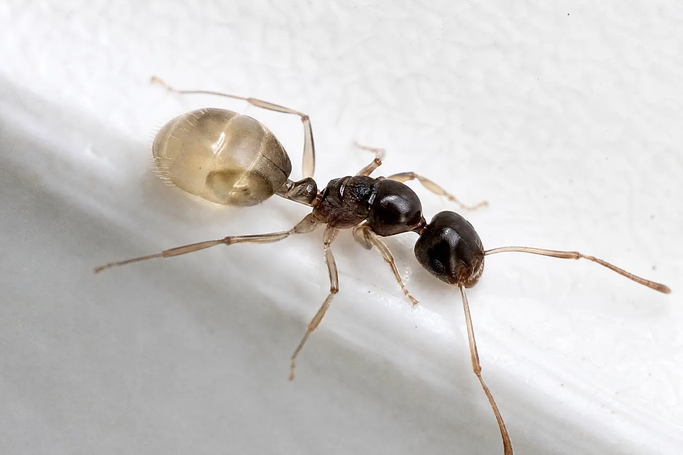 Extreme macro of a ghost ant with dark head and thorax and pale translucent abdomen and legs