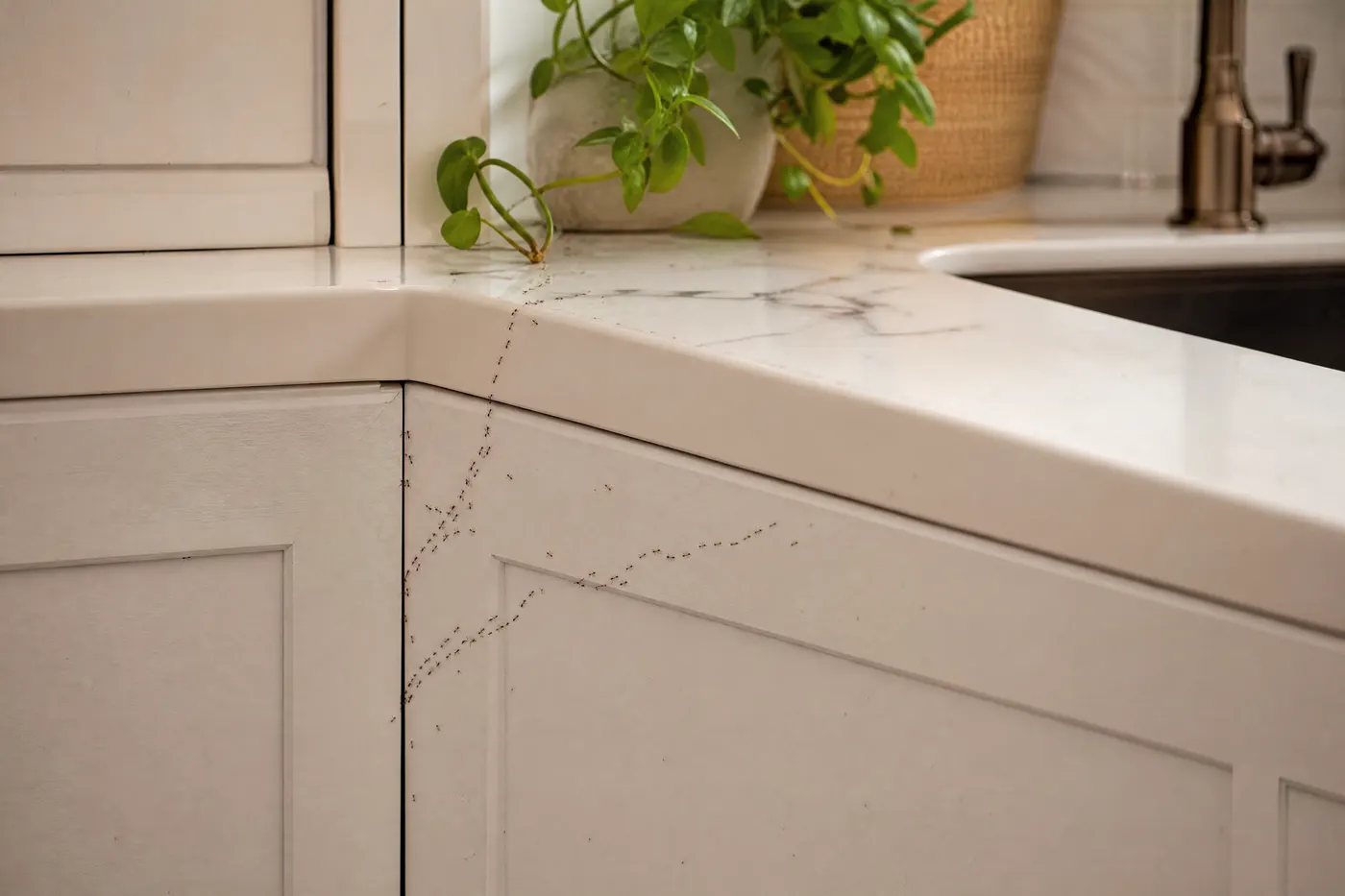 Several narrow ant trails branching from a kitchen cabinet seam toward a sink and plant