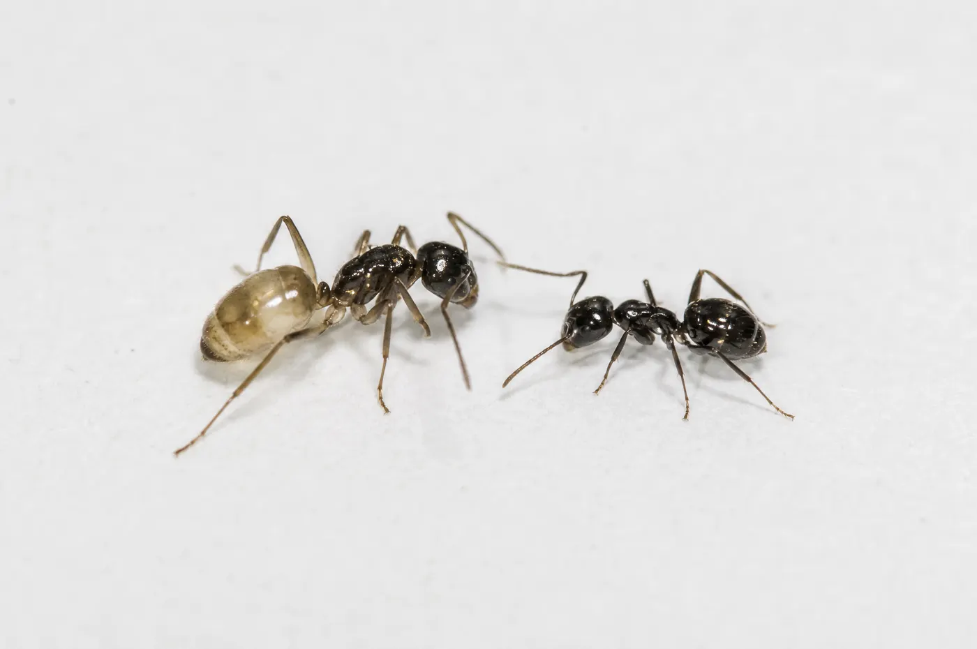 Ghost ant with dark front and pale rear beside a uniformly dark small household ant on a white surface