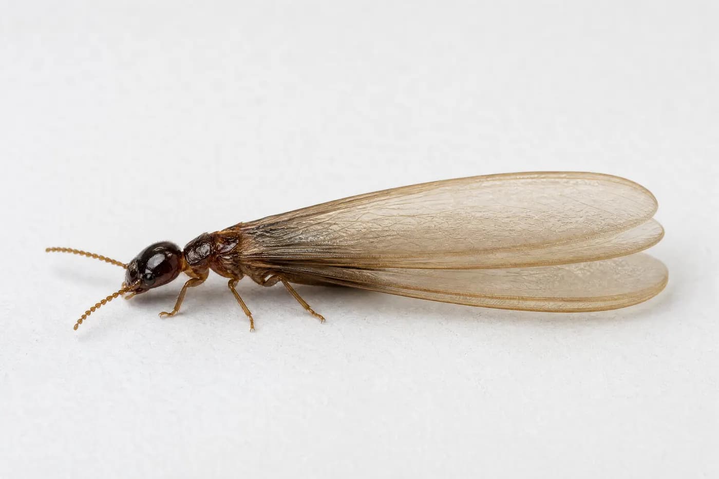 Macro side view of a winged termite alate showing four long wings of equal length and a straight-sided body