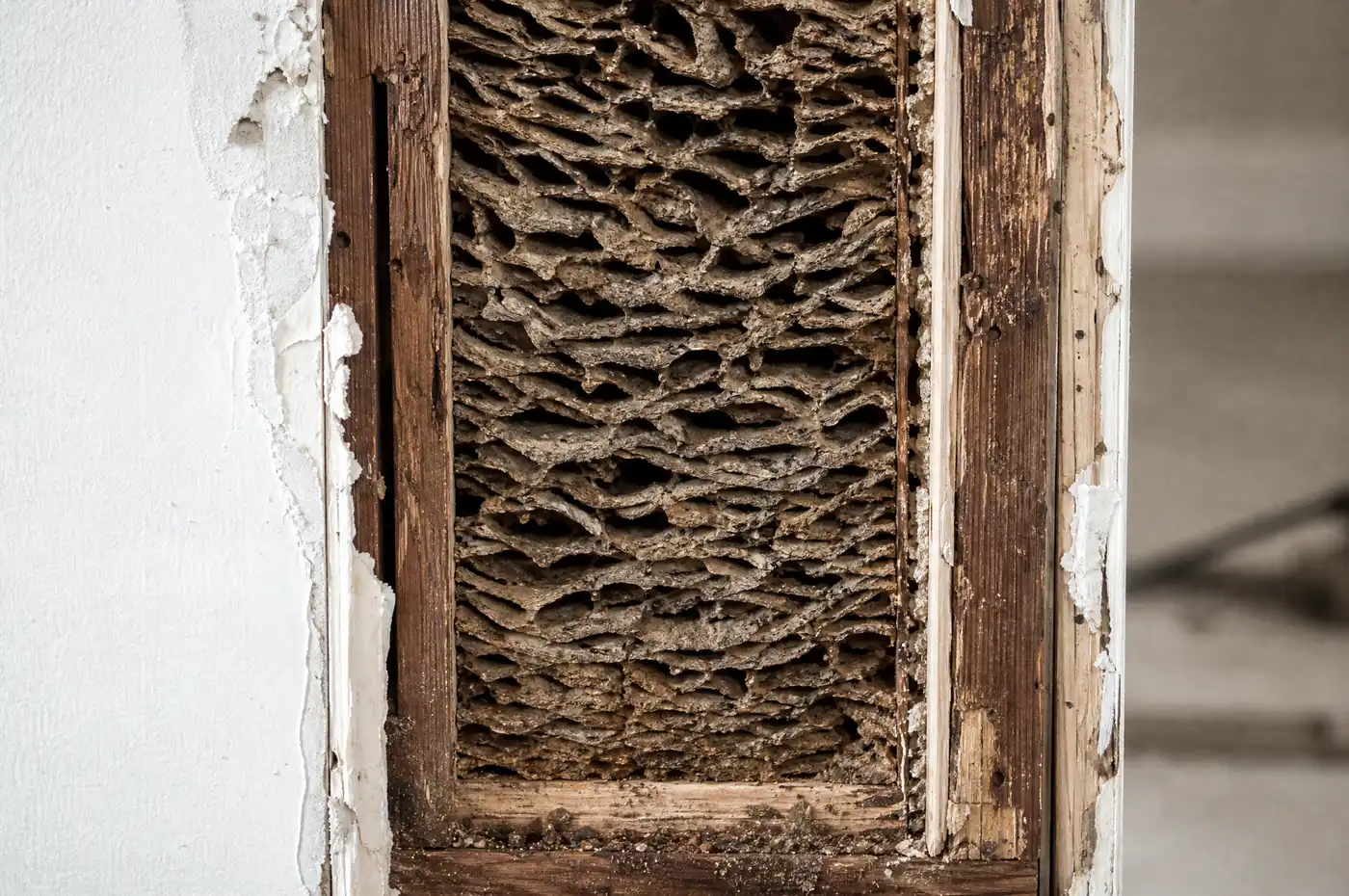 Chewed carton nest material packed into an opened wall void between two wooden framing members