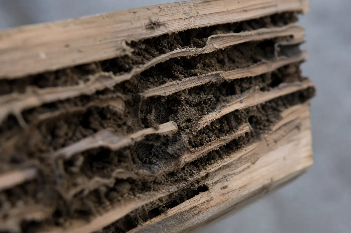 Macro of an opened pine board showing termite galleries following the wood grain, the channels packed and streaked with dark soil
