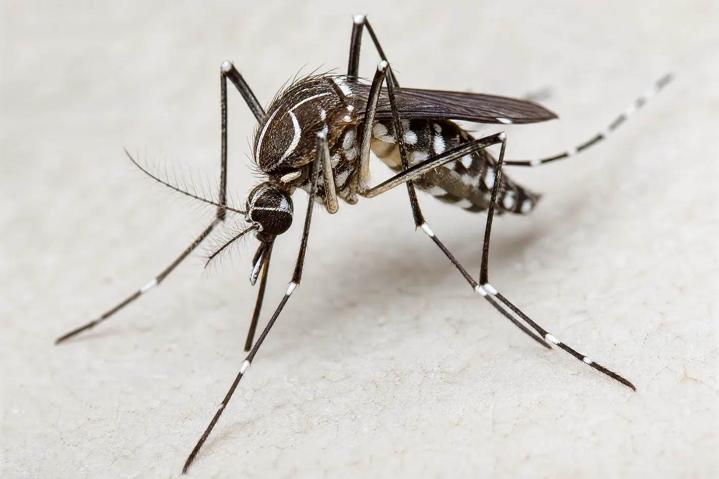 Extreme close-up of an Aedes aegypti mosquito showing the bright white bands on its dark legs and the pale lyre-shaped marking on its thorax