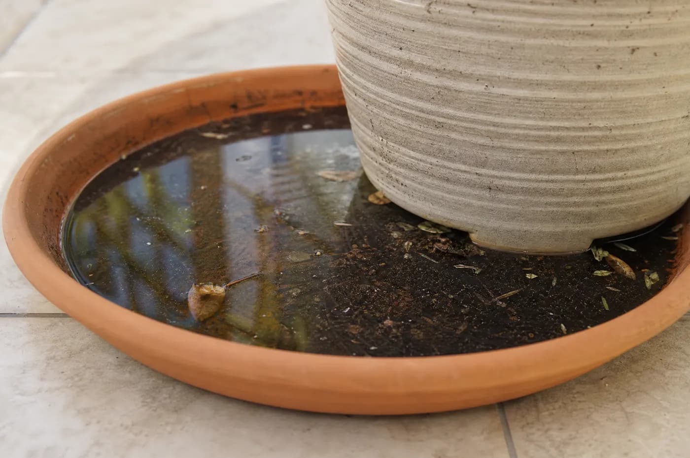 Close-up of standing rainwater collected in the saucer beneath a patio potted plant, with debris and a visible waterline ring on the inner wall