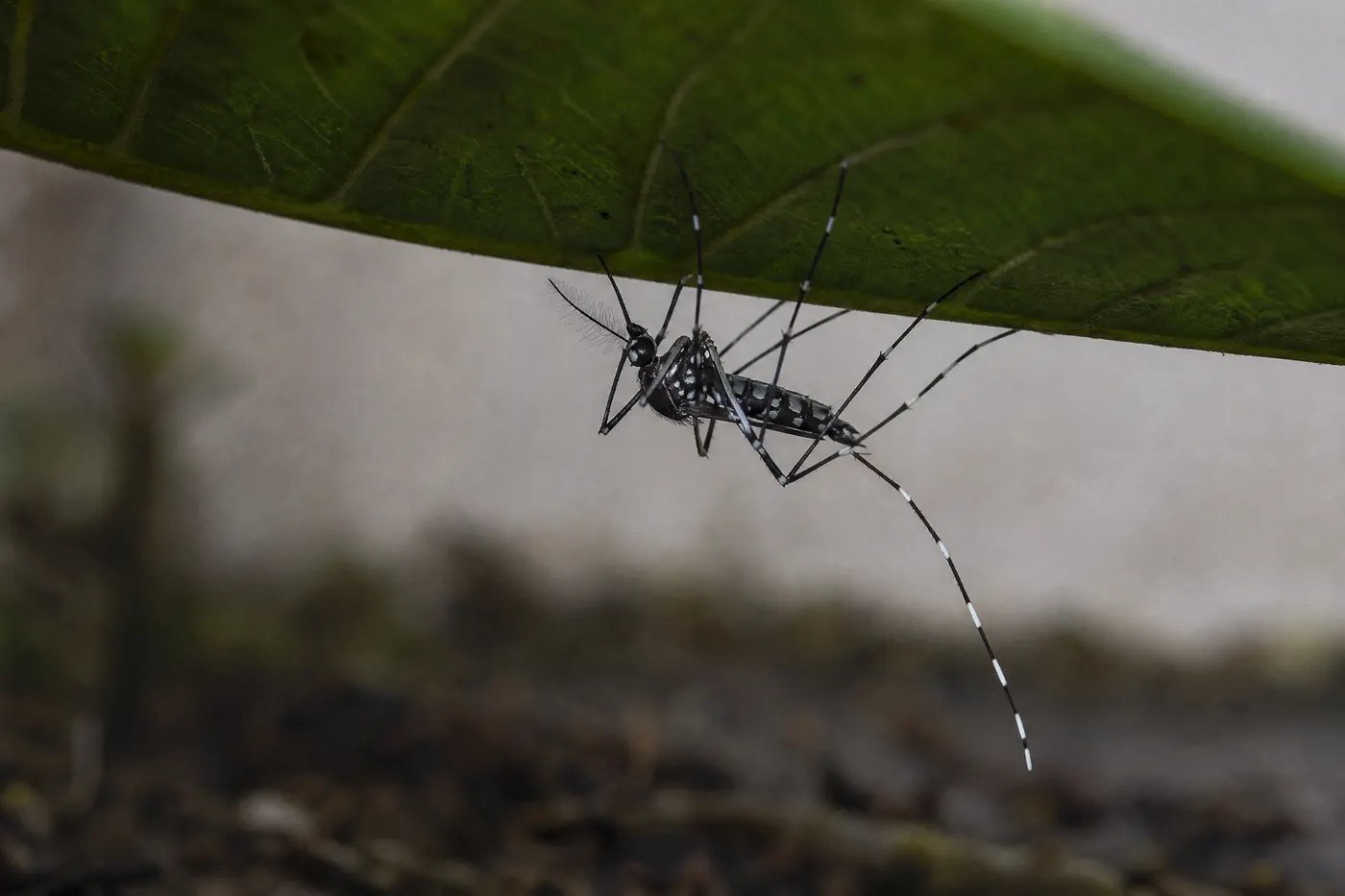 Extreme close-up of a mosquito with black and white banded legs resting on the shaded underside of a dark green leaf close to the ground