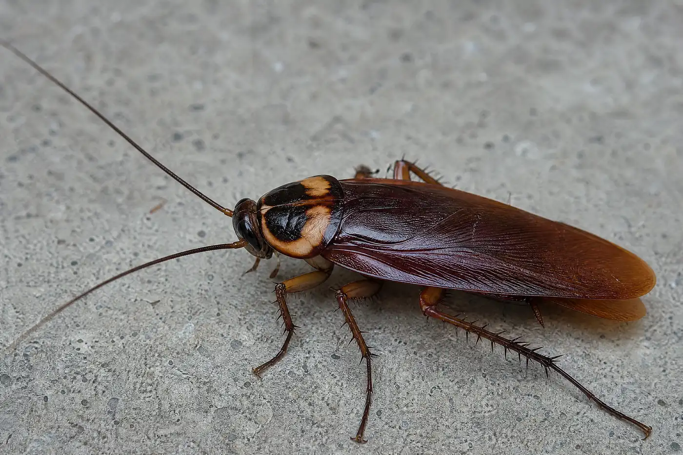 Close-up of an adult American cockroach showing its reddish-brown body, long antennae and full-length wings