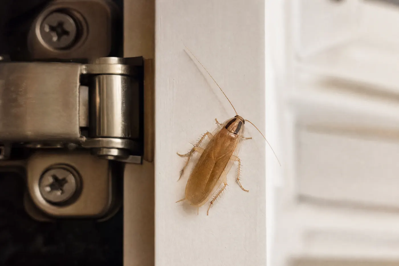 Small tan German cockroach on a kitchen cabinet edge, shown at scale beside a cabinet hinge