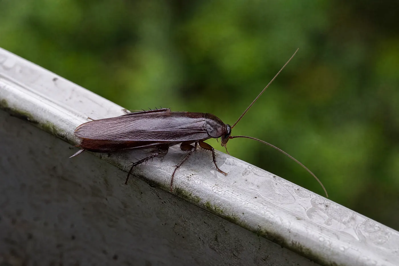 Close-up of an adult smokybrown cockroach on the edge of a rain gutter, its body uniformly dark glossy mahogany with no pale markings behind the head