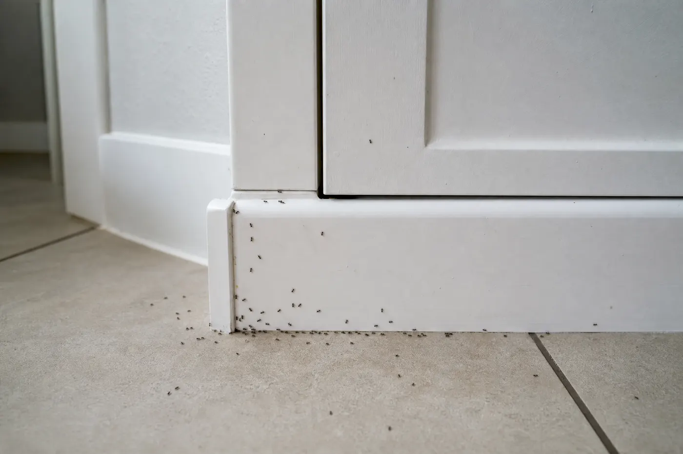 Several tiny ant trails emerging along separate cabinet and baseboard seams