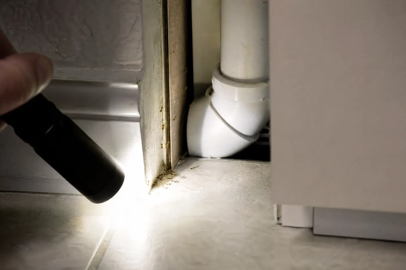 Tiny ants following a protected route beside a cabinet and plumbing opening