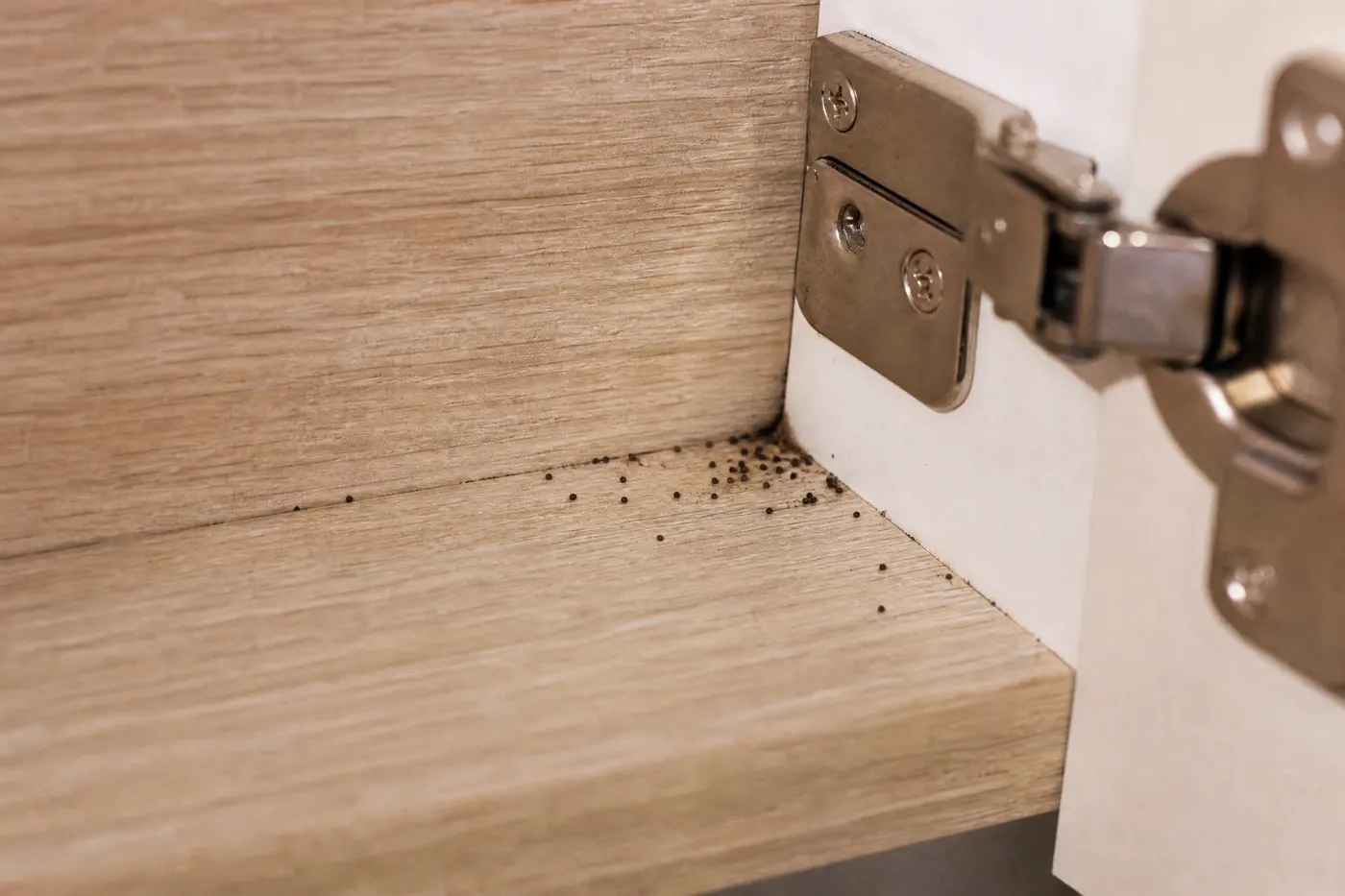Small dark droppings photographed beside a condo kitchen cabinet hinge for a pest report