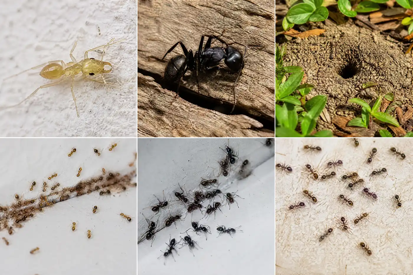 Distinct Florida ant body and habitat clues including ghost, carpenter, mound and crazy ants