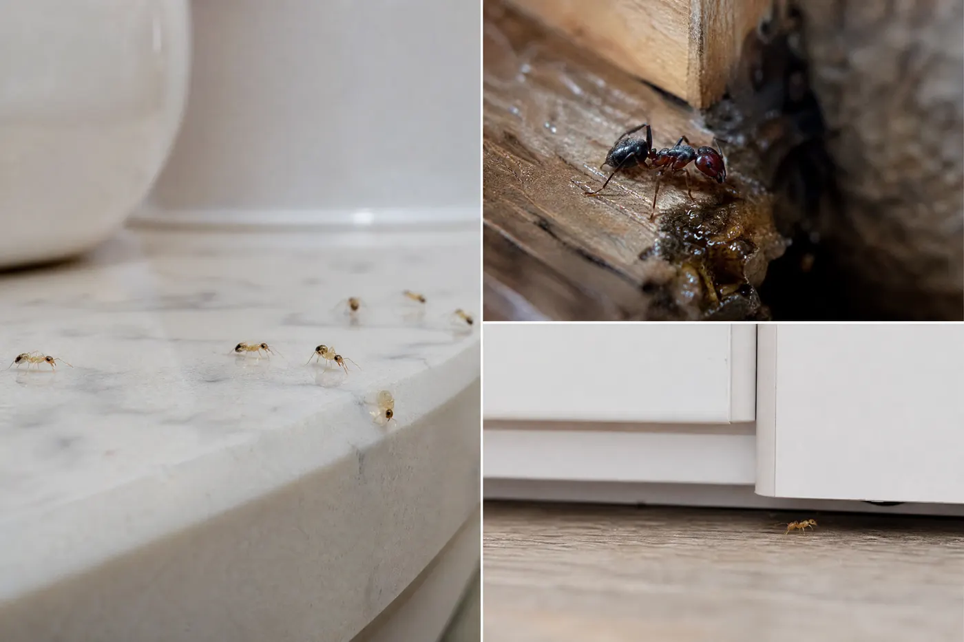 Different Florida household ants shown in distinct South Florida settings for identification