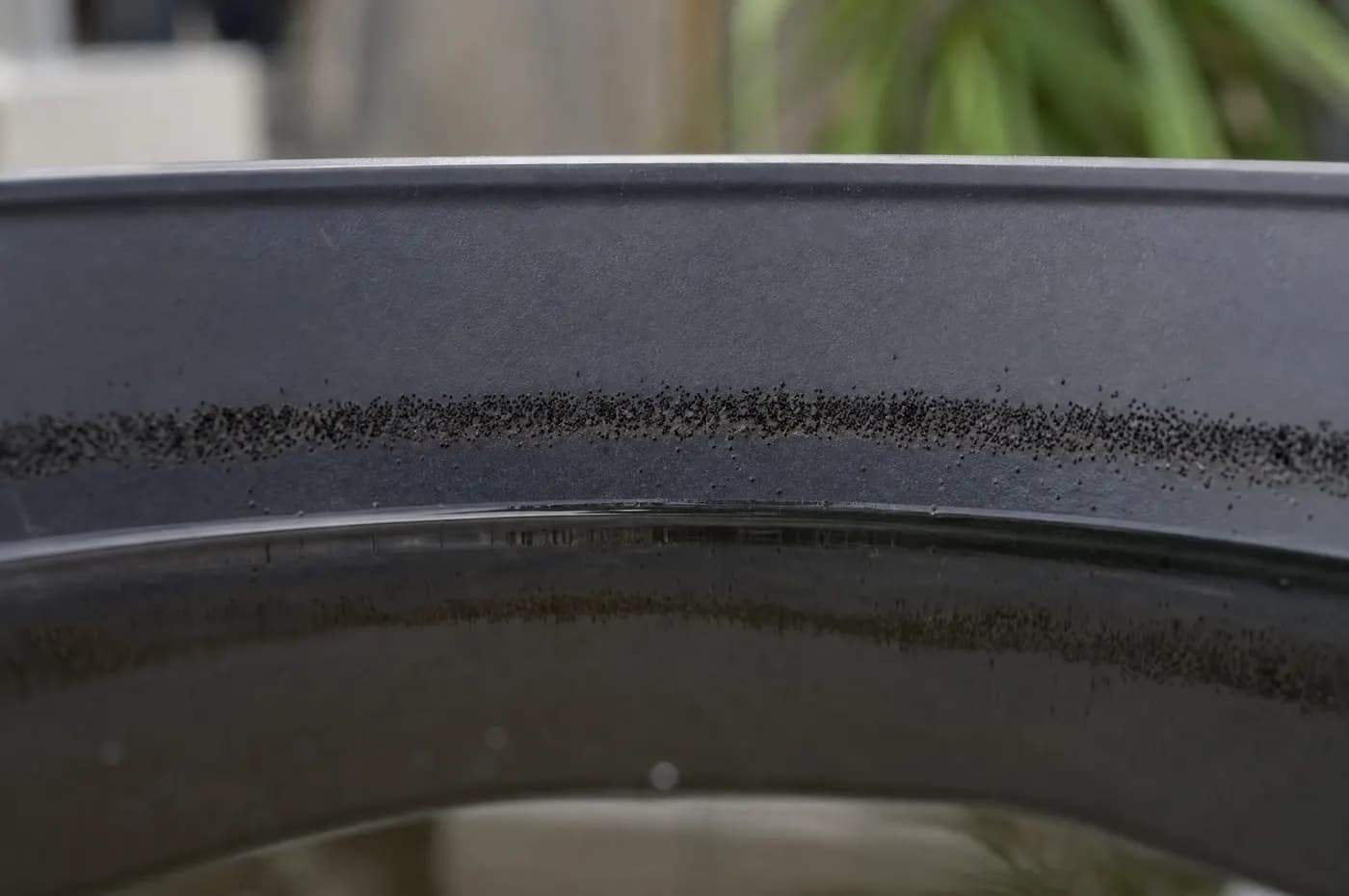 Extreme macro of the inside wall of a dark plant saucer showing a narrow band of minute black eggs stuck to the dry surface just above the still water at the bottom of the dish