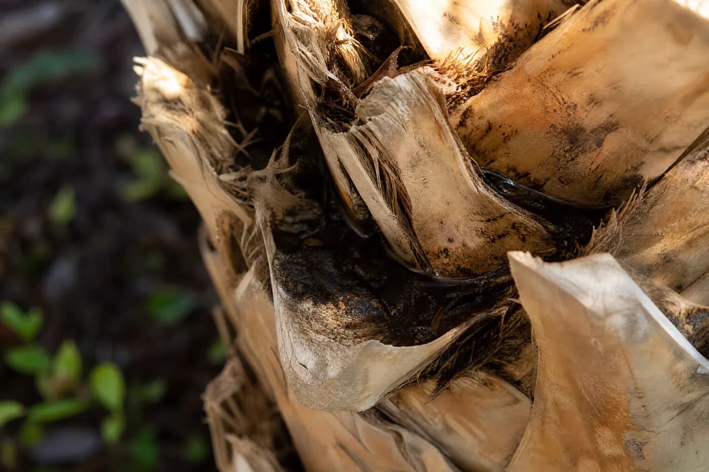 Close-up of dark organic debris and trapped rainwater packed into the fibrous cut frond bases on a palm trunk