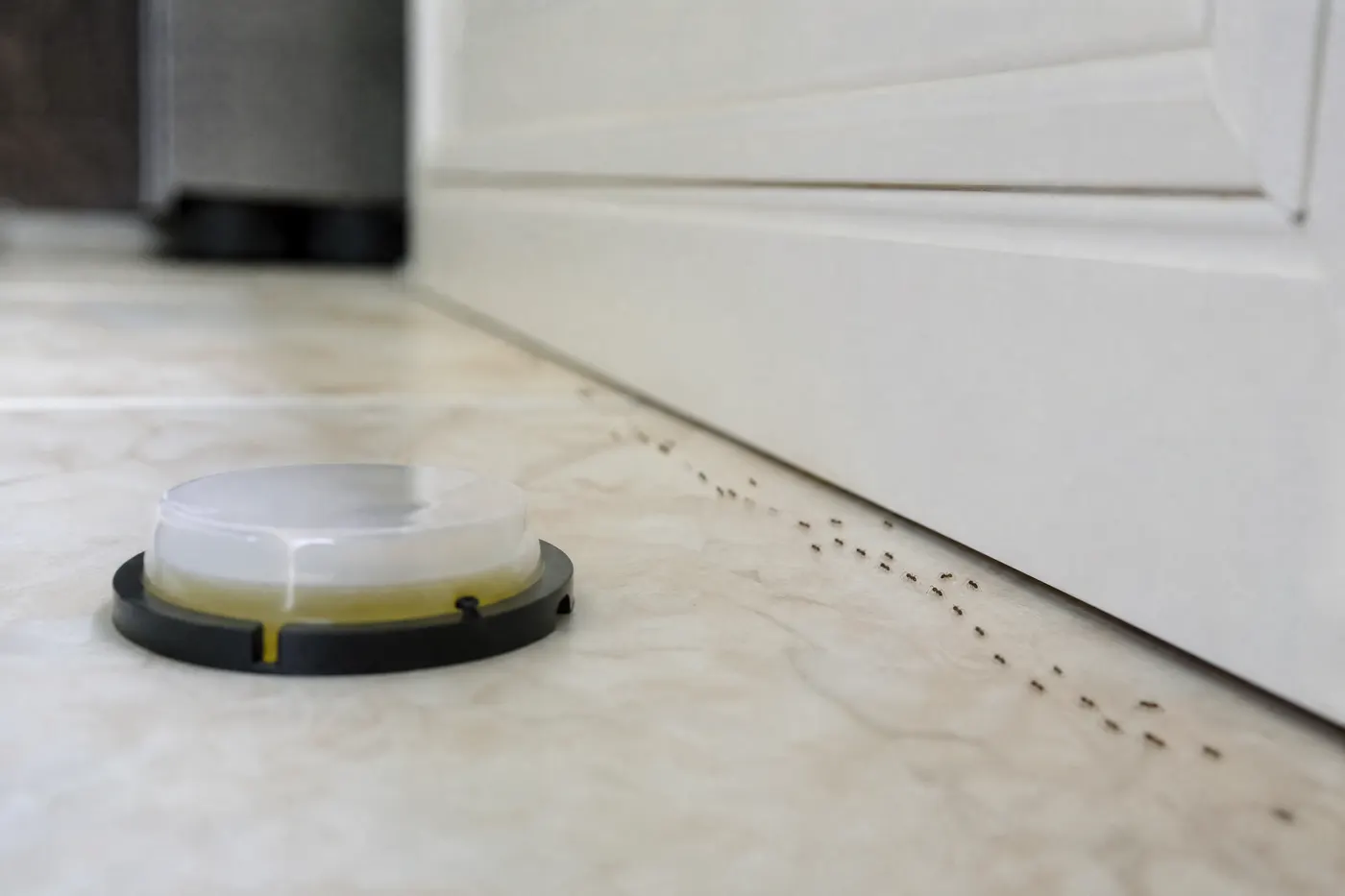 Liquid ant station positioned away from a narrow ghost-ant trail along a cabinet seam